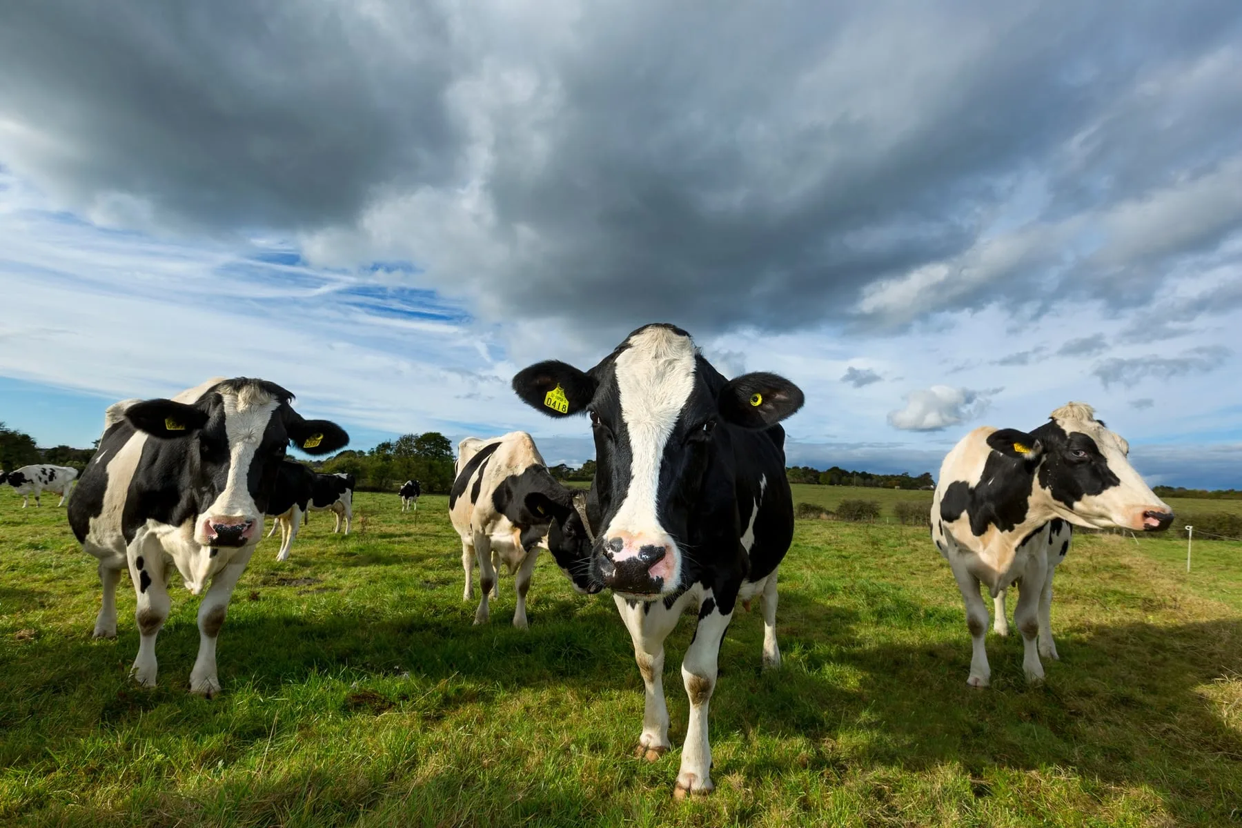 Dairy cattle in the Sligo fields, ED&F Man, Ireland